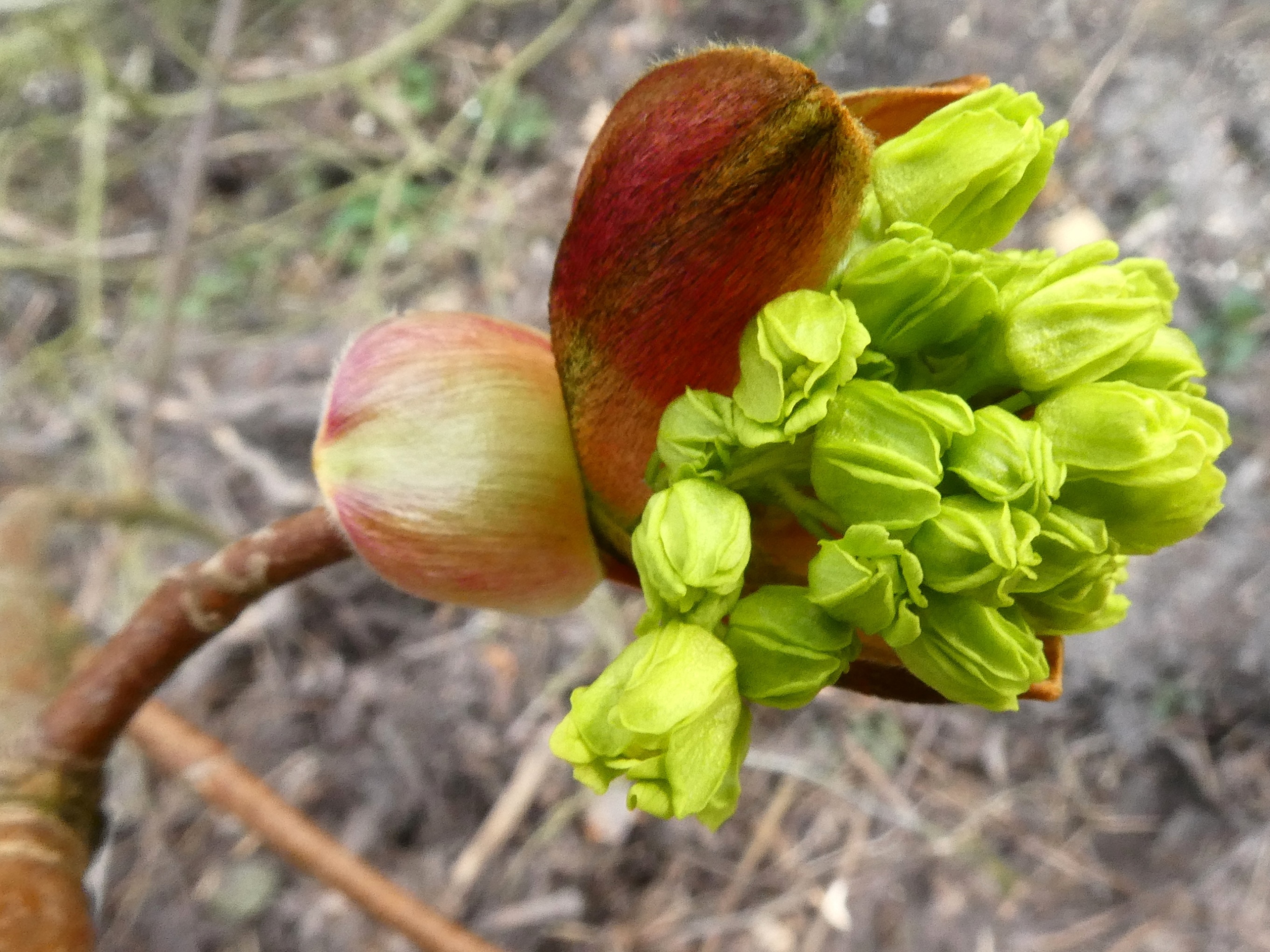 Welke plant of struik is dit?